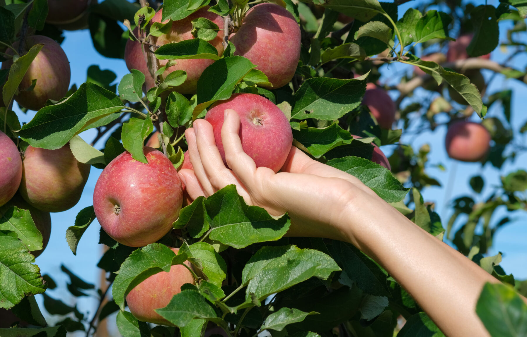 Master Gardeners: Planting an apple tree